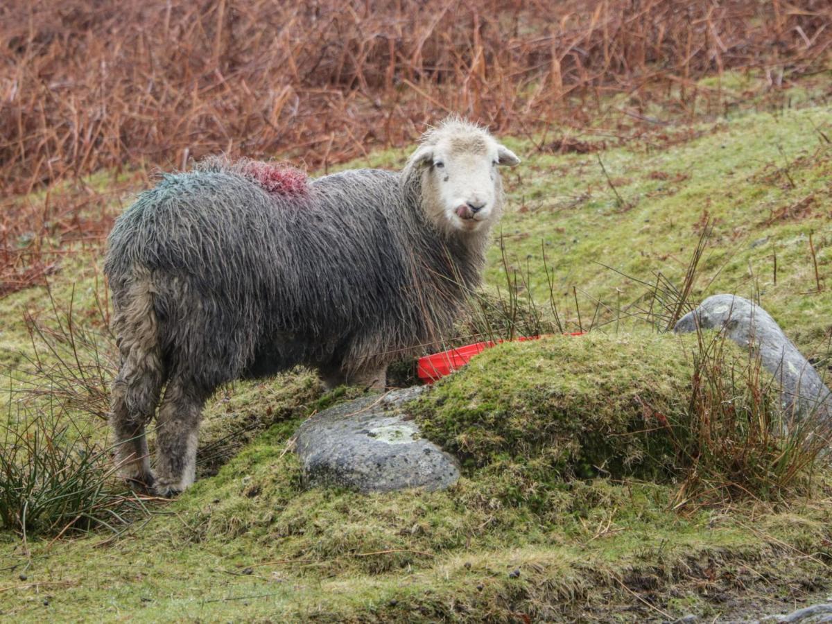 Apartmán Helton Fell Kendal Exteriér fotografie